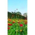 花927