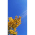 花930