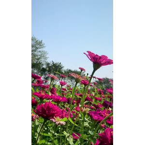 花935