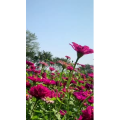 花935