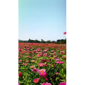花941