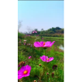 花947