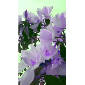 花948