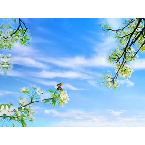 花954