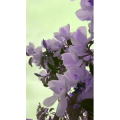 花955