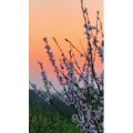 花966