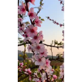 花974