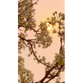 花975