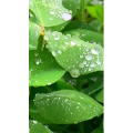 花976