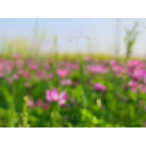 花984