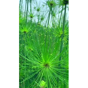 花989