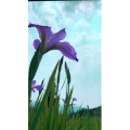 花993