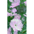 花997
