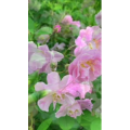 花998