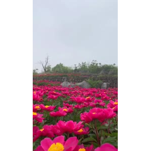 花1002