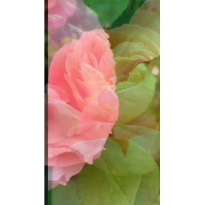 花1003