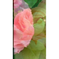 花1003