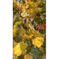 花1009