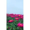 花1010