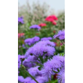 花1011