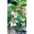 花1016