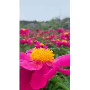 花1018