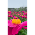 花1018