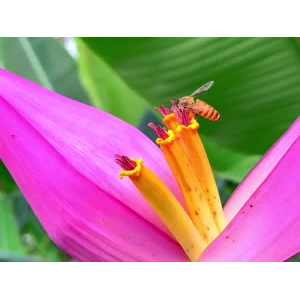 花1019