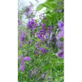 花1021