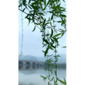 花1022