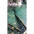 张家界73