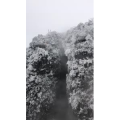 张家界141
