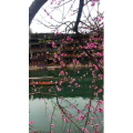 张家界213