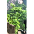 张家界309