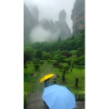 张家界313