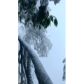 张家界367