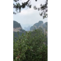 张家界444