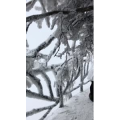 张家界524