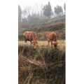 张家界584
