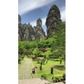 张家界704
