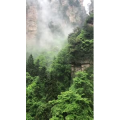 张家界771