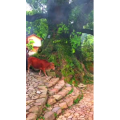张家界865