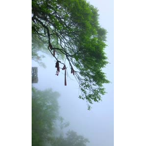 张家界925