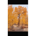 风景合集1831