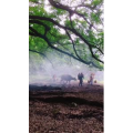 风景合集2658