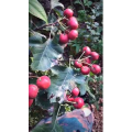 风景合集4287