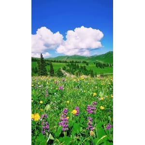 风景合集4343