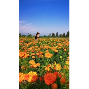 风景合集4349