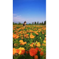风景合集4349