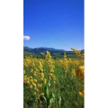 风景合集4371